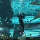 🩵🪼현장체험학습- 국립 해양박물관(1)🐟🩵 이미지