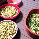 풍년농약마트 | 풍성한 한가위 추석, 정성 가득 밤과 대추 이웃 선물 추천