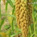 관저중로-9 이미지