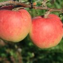 양선농장 이미지