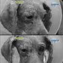 멍멍 이미지