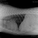 태산동물병원 이미지