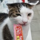 광교호수 동물병원 이미지