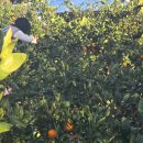 조은농장 | 제주도 여행 추천 참조은 귤 체험 농장 귤 따기 체험 후기