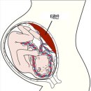 태반 - 태아와 모체를 연결한다 이미지