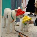 한솔이네 한옥 | [블챌] 개1 인간1의 추석 고향집 방문기 2편