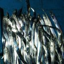 월항민박 이미지