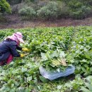 연당조전로 이미지