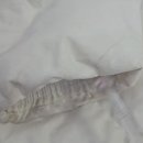 하얀빨래크리닝 | 흰패딩 세탁법 하얀 밝은색 옷소매때, 3가지 홈드라이세제 빨래망x 눕혀 말리기 드라이기로 살리기