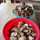 동업 농장 이미지