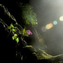 선정화