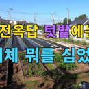 귀촌인의 5월 텃밭 이미지