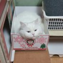 캣츠나비 이미지