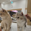 캣플 동탄점 | 캣플 동탄점 방문후기