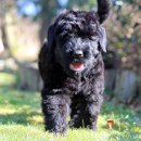 블랙 러시안 테리어 (Black Russian Terriers) 이미지