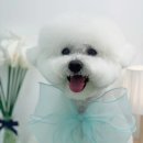 단비네펫살롱 이미지