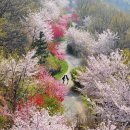 제518차 4/2(토)경남 진해 한국 최고의 벗꽃.참꽃 장복산(583m).정기산행~ 이미지