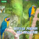 앵무새 | 비 오는 날 실내 나들이 하남가볼만한곳 앵무새카페 후기