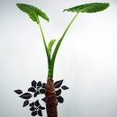 알로카시아 이미지