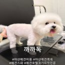 까까독(아산애견미용실아산애견호텔) | 강아지와 교감하는 아산애견미용실 "까까독"
