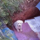 이소켄넬 이미지