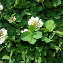 네잎클로버 이미지