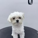 멍발머리 이미지