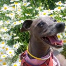 소풍 | 애견카페보다 편하게 놀수있는 청주 부엉이소풍 다녀온후기