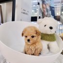 바나개 강아지 고양이 마포점 이미지