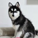 e-편한덴탈 | 강아지덴탈껌 뉴트리오 화이트덴트프레쉬츄 딸기맛 후기