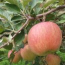 은봉농장 이미지