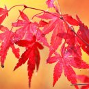 야구 시청담🌷플레이오프 이미지