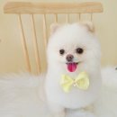 시크펫 그루밍 네이버블로그