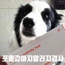 매드메이드 | 어플로 집에서 간편하게 포옹 강아지 알러지검사 120종 후기
