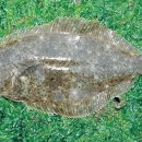 광어의전설 이미지