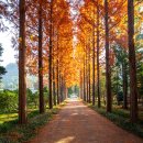 나주산림자원연구소 가을 이미지