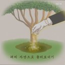 해피펫 - 은평구 연서로17길 18-5 | 해피펫