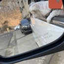 그린도그 청라점 이미지