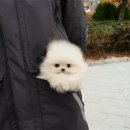아기강아지 이미지