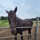 부마목장 이미지