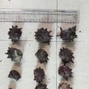 하모리-36 이미지