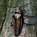 장수하늘소 이미지