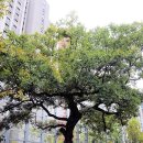 남천(교동리) 이미지