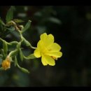 밤에 피는 꽃 ... 달맞이꽃(Oenothera odorata) / 월견초(月見草) 이미지