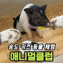 연수4단지입구(38285) | 송도 키즈카페 애니멀클럽 송도점 내돈내산 후기｜동물 체험 가능한 실내 놀거리