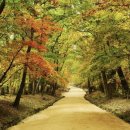 가을 산책은 조선왕릉에서…11월까지 왕릉 8곳 숲길 개방 이미지