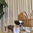 베베펫살롱 이미지