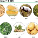 한국 GMO와 몬산토 상황 이미지