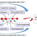 Re: Superoxide Anion Chemistry—Its Role at the Core of the Innate Immunity 이미지
