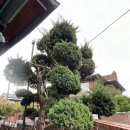 조경관리 | [공지] 🌲 서울 종로구 평창동 주택정원 조경 관리 후기_ 소나무 전정부터 정원수 전체 정비까지